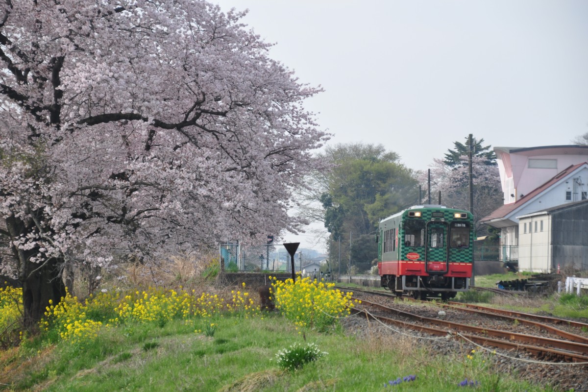 撮影・真岡鐡道・久下田