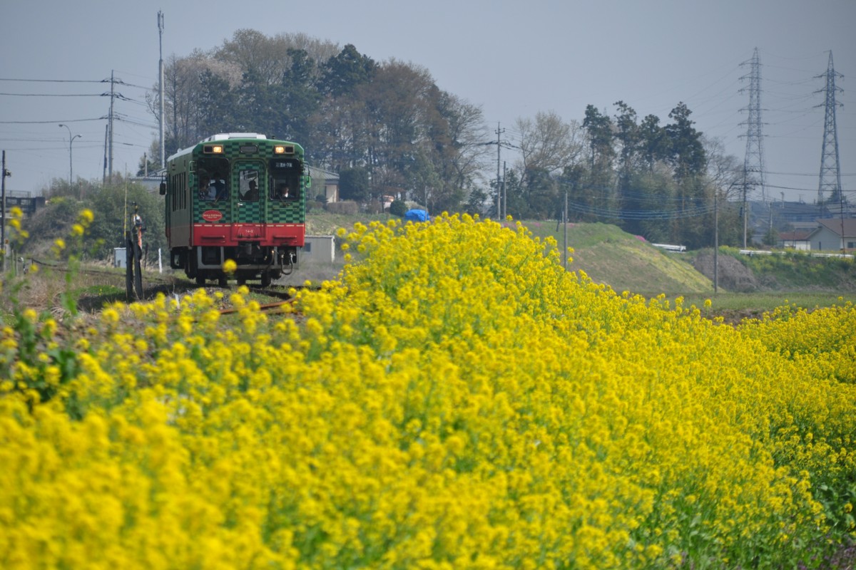 撮影・真岡鐡道・真岡－寺内