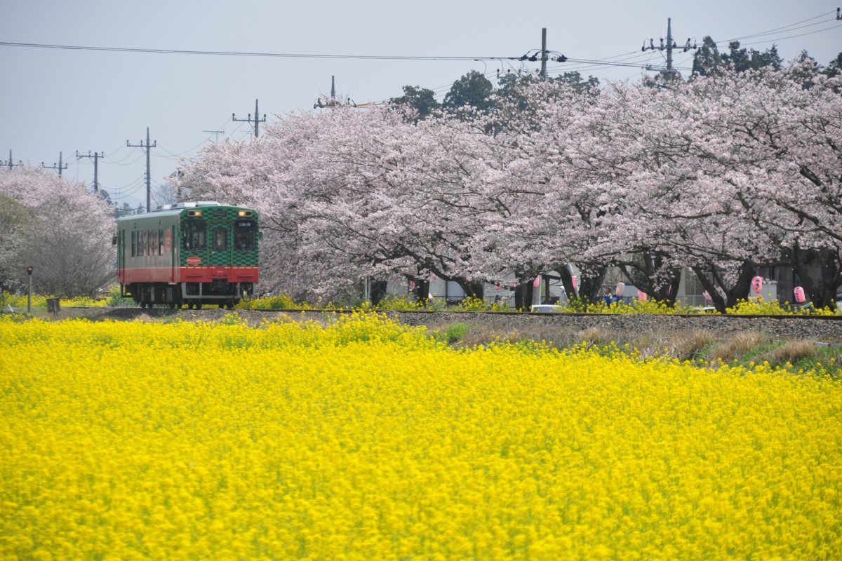 撮影・真岡鐡道・北真岡－西田井