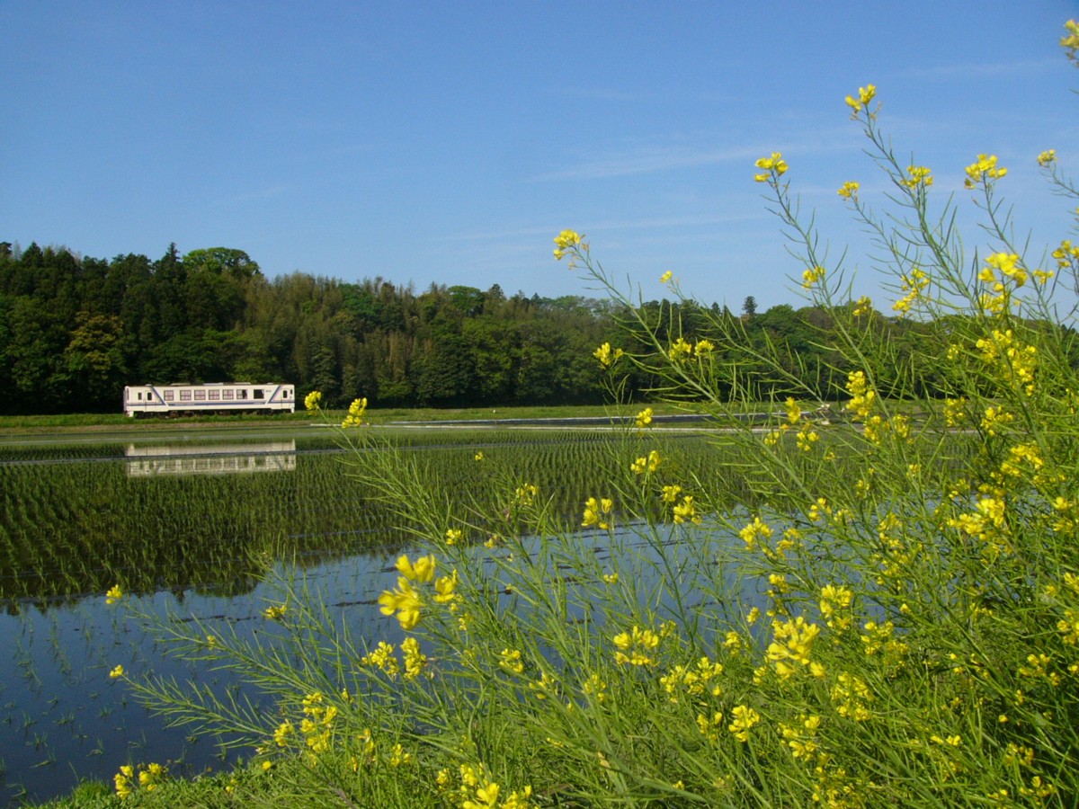ひたちなか海浜鉄道湊線・中根