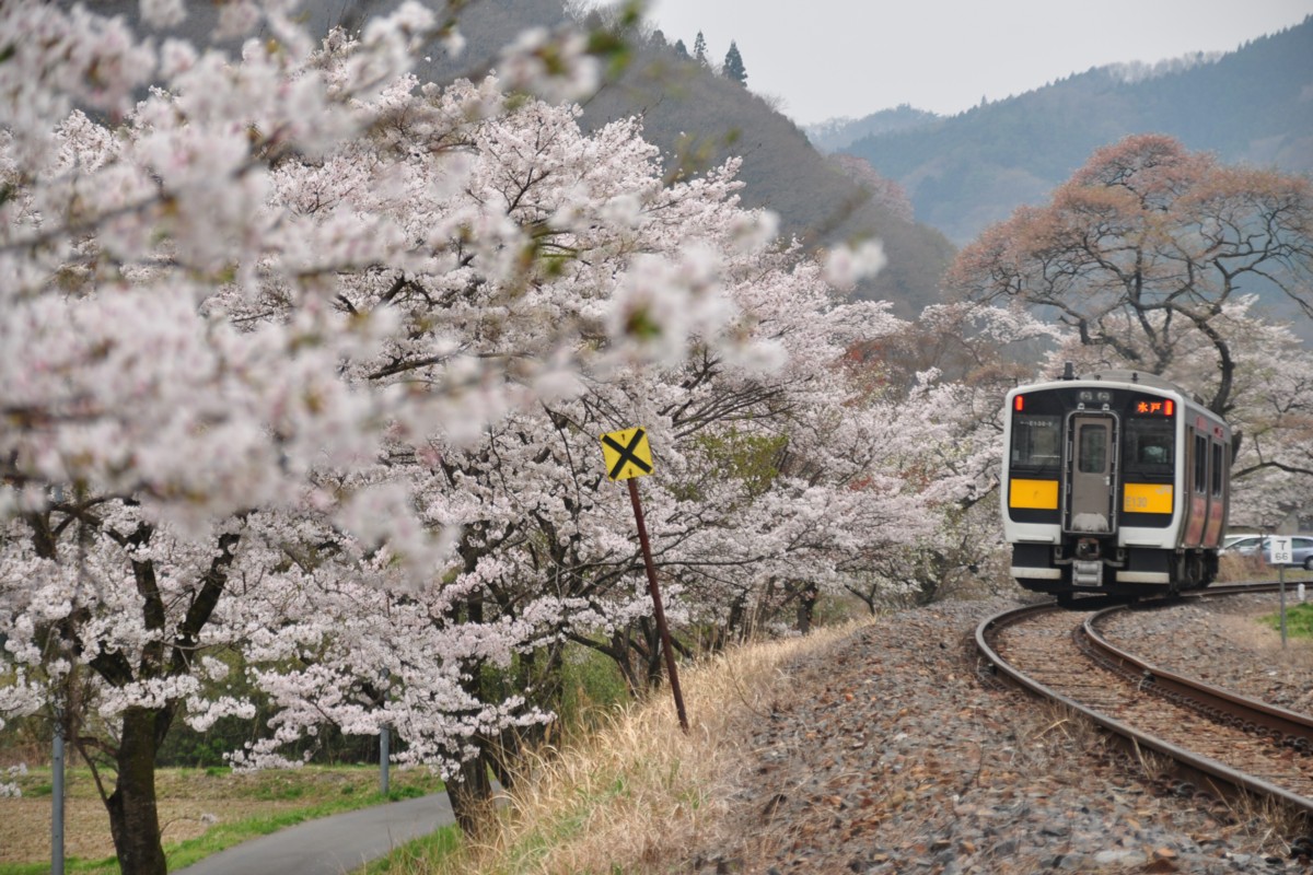 桜・水郡線・矢祭山
