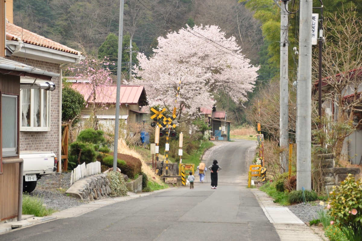 桜・水郡線・下野宮－矢祭山