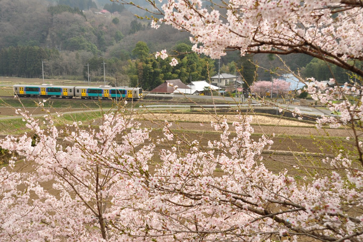 桜・水郡線・下野宮－矢祭山