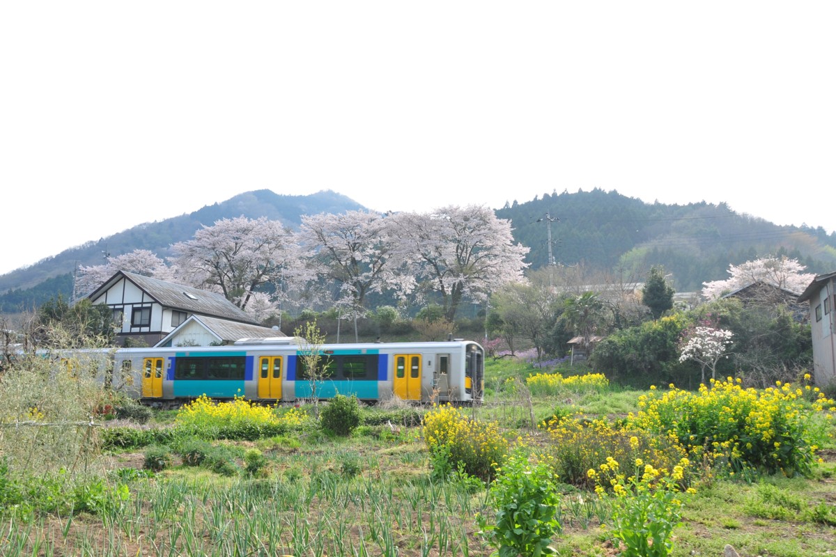 桜・水郡線・下小川－西金