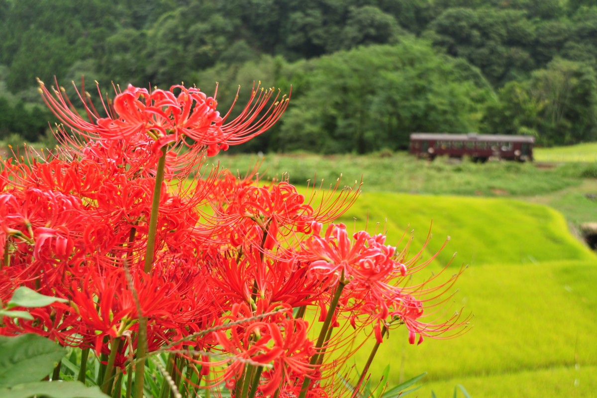 わたらせ渓谷鐡道・上神梅