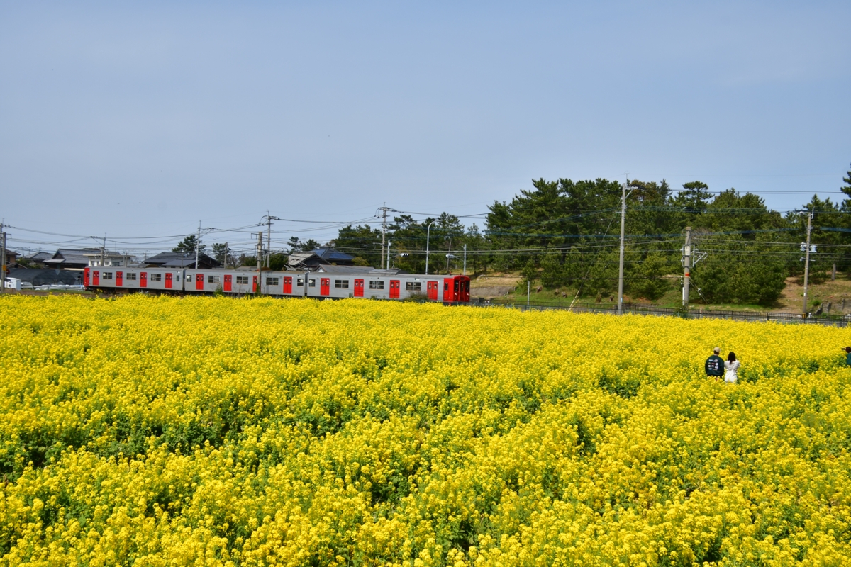 鉄道写真・春・菜の花・撮影地：筑肥線・大入－福吉