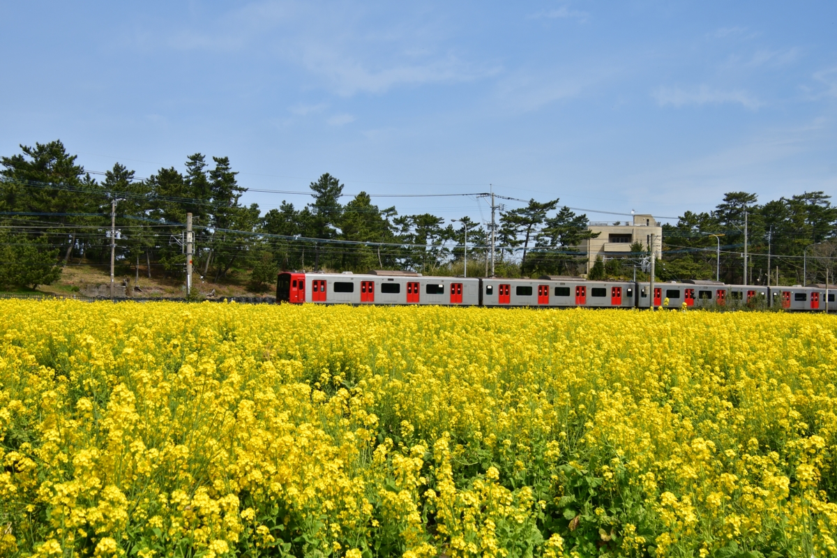 鉄道写真・春・菜の花・撮影地：筑肥線・大入－福吉