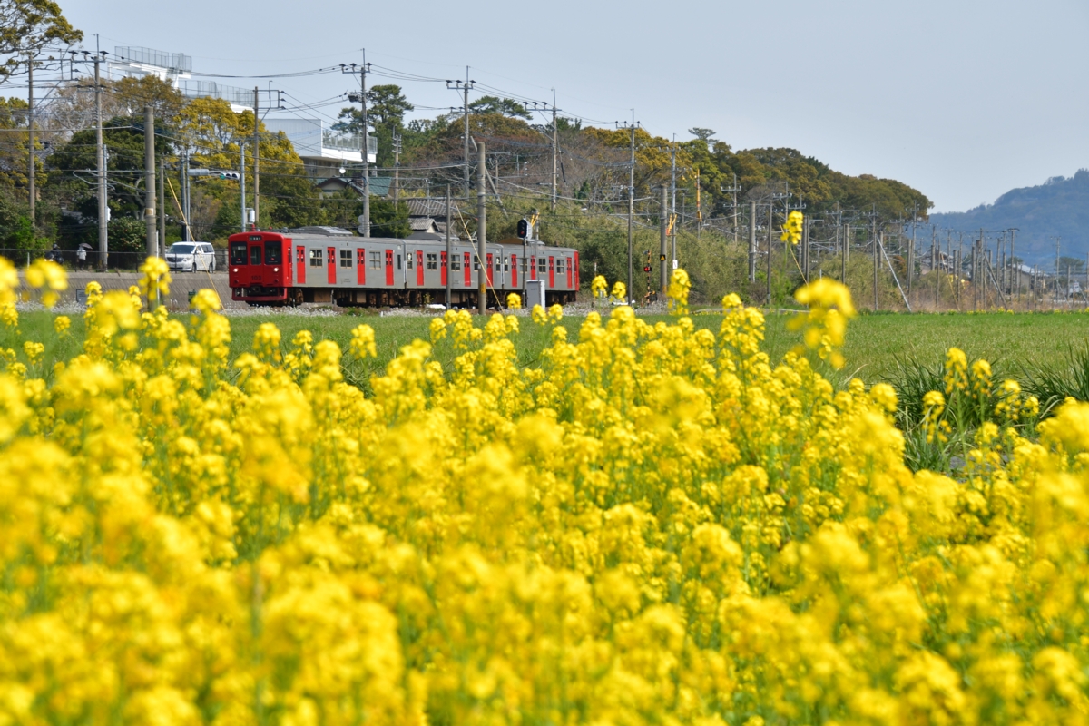 鉄道写真・春・菜の花・撮影地：筑肥線・大入－福吉
