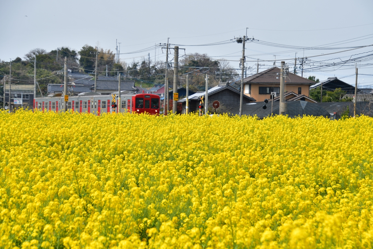 鉄道写真・春・菜の花・撮影地：筑肥線・大入－福吉