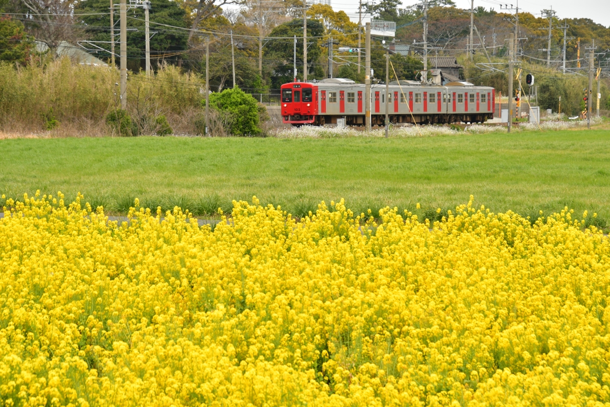 鉄道写真・春・菜の花・撮影地：筑肥線・大入－福吉