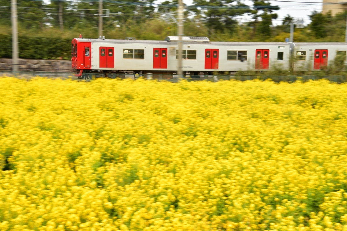 鉄道写真・春・菜の花・撮影地：筑肥線・大入－福吉