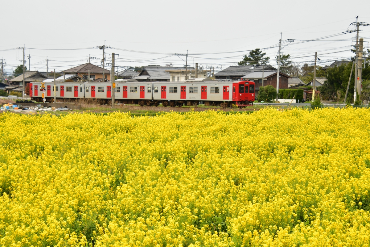 鉄道写真・春・菜の花・撮影地：筑肥線・大入－福吉