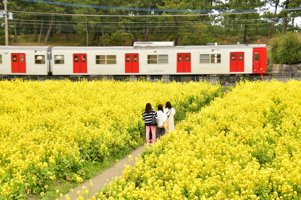 鉄道写真・春・菜の花・撮影地：筑肥線・大入－福吉