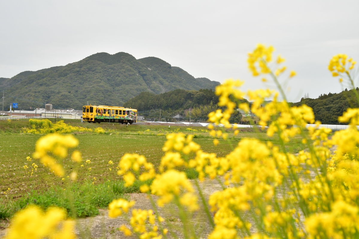 鉄道写真・春・菜の花・撮影地：筑肥線・肥前長野