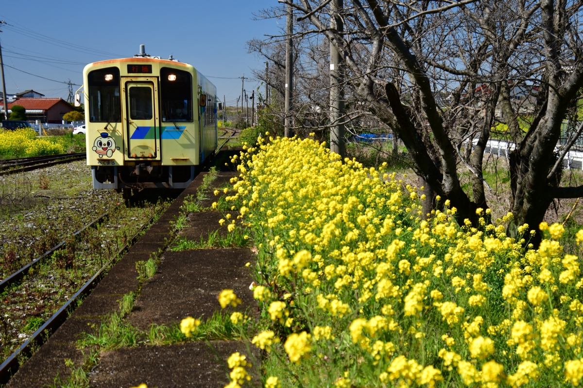 撮影・春・菜の花・平成筑豊鉄道・糒