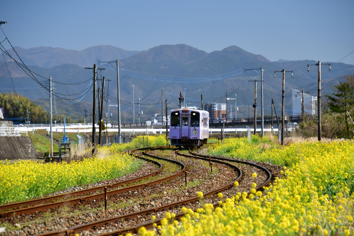 撮影・春・菜の花・平成筑豊鉄道・糒