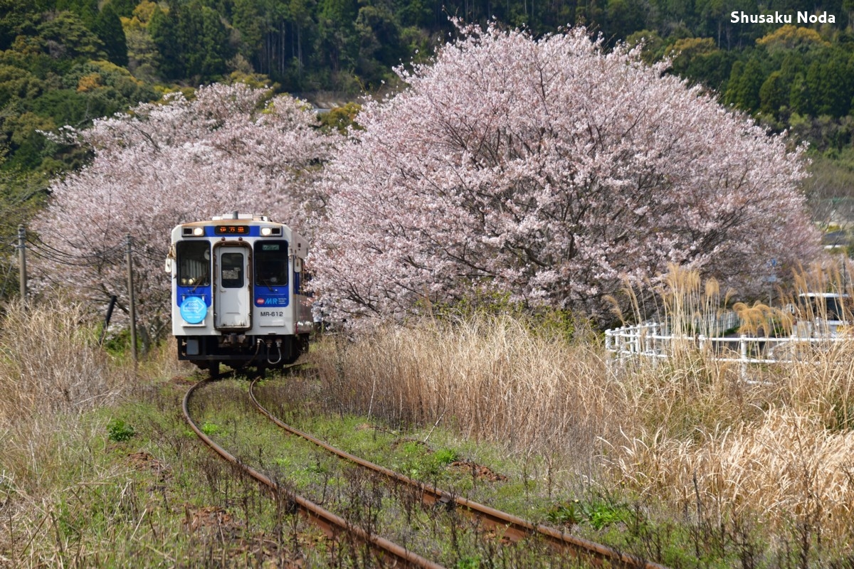 鉄道写真・桜・春・撮影地：松浦鉄道・浦ノ崎