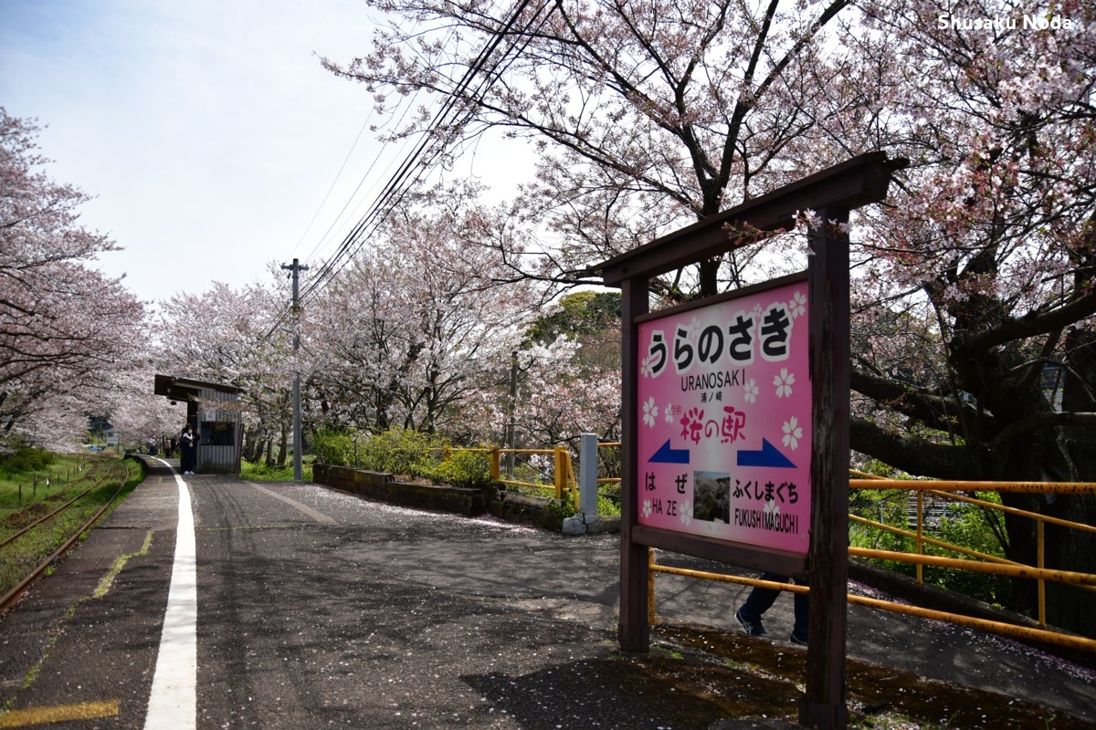 鉄道写真・桜・春・撮影地：松浦鉄道・浦ノ崎