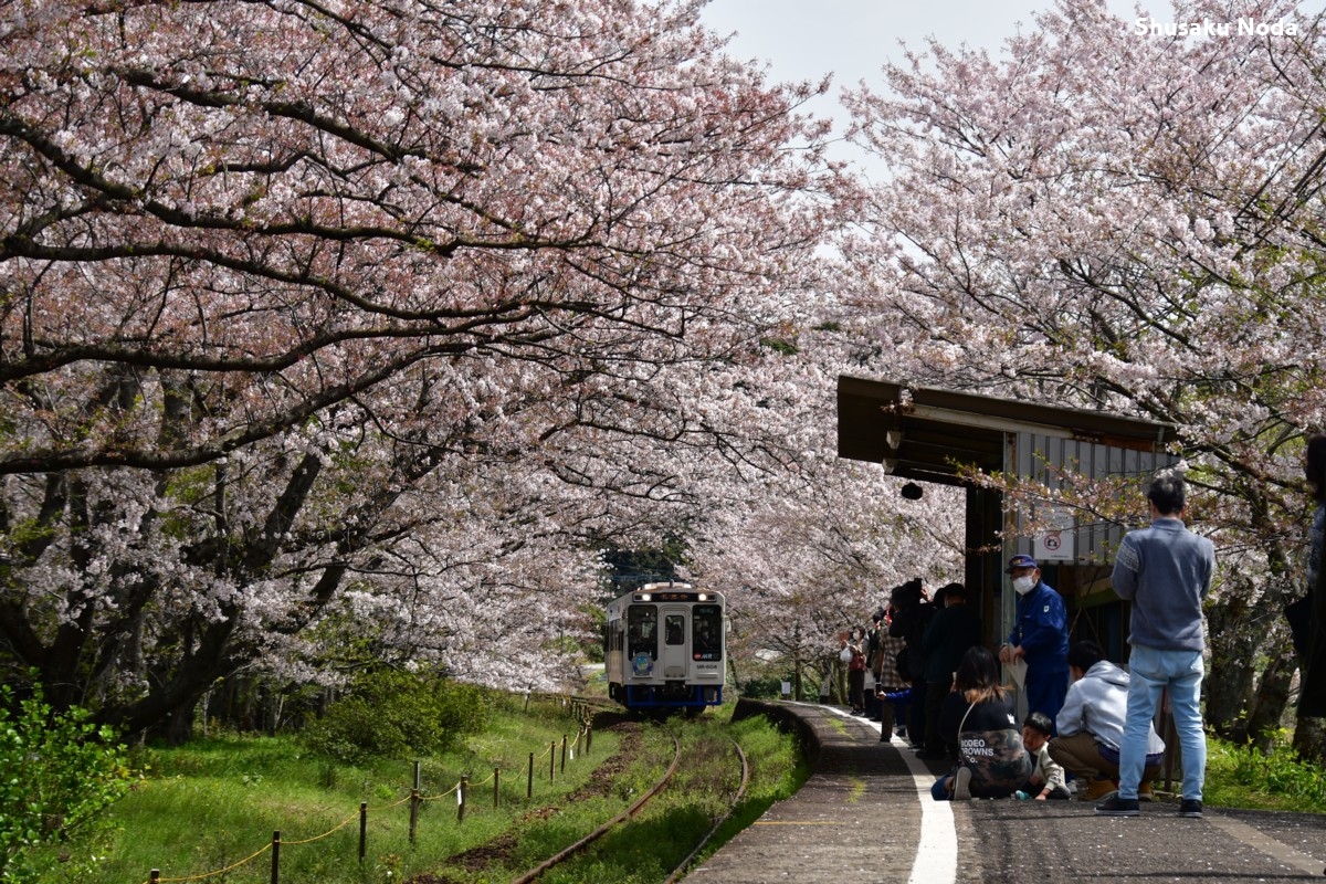 鉄道写真・桜・春・撮影地：松浦鉄道・浦ノ崎