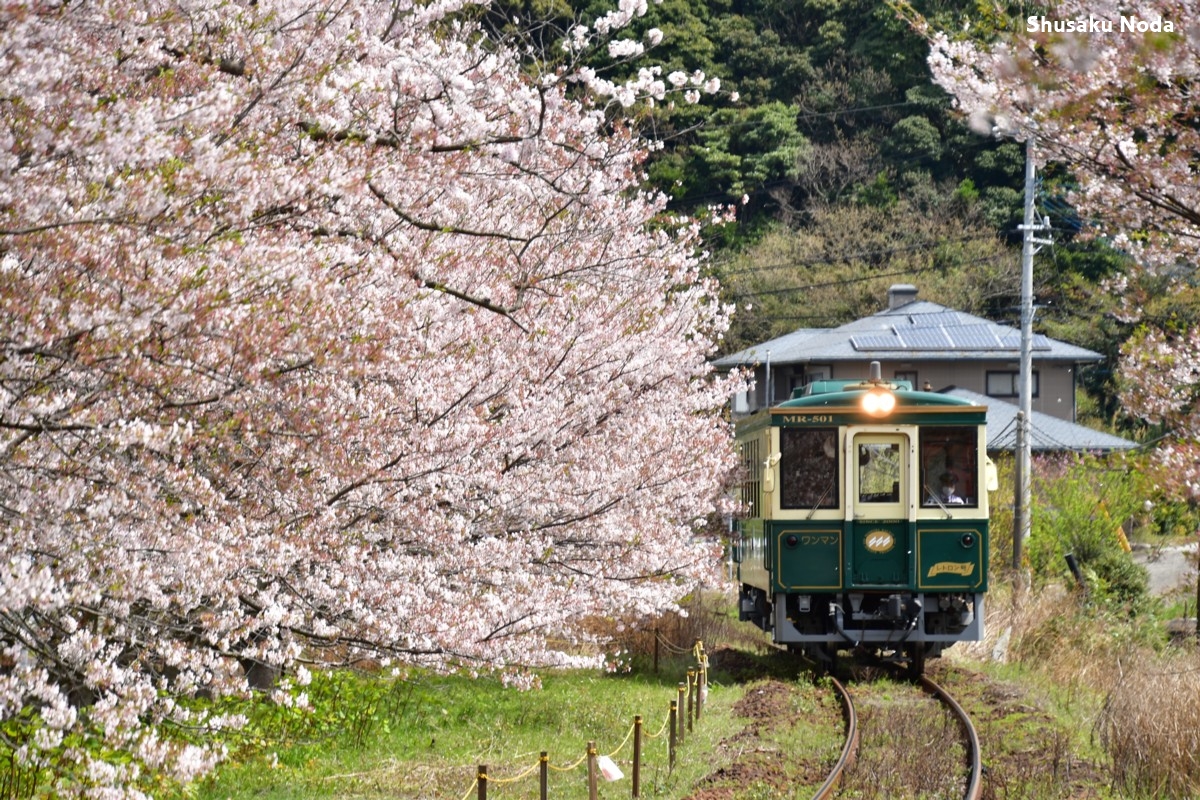 鉄道写真・桜・春・撮影地：松浦鉄道・浦ノ崎