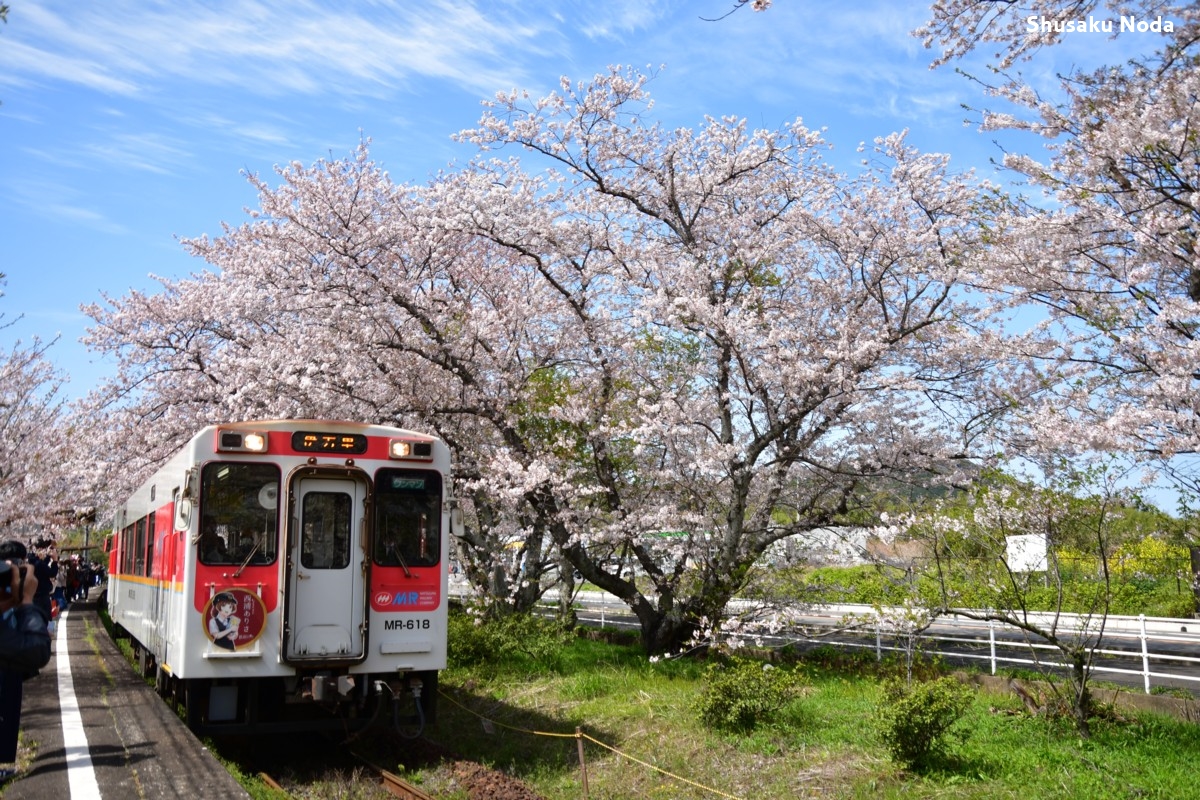 鉄道写真・桜・春・撮影地：松浦鉄道・浦ノ崎