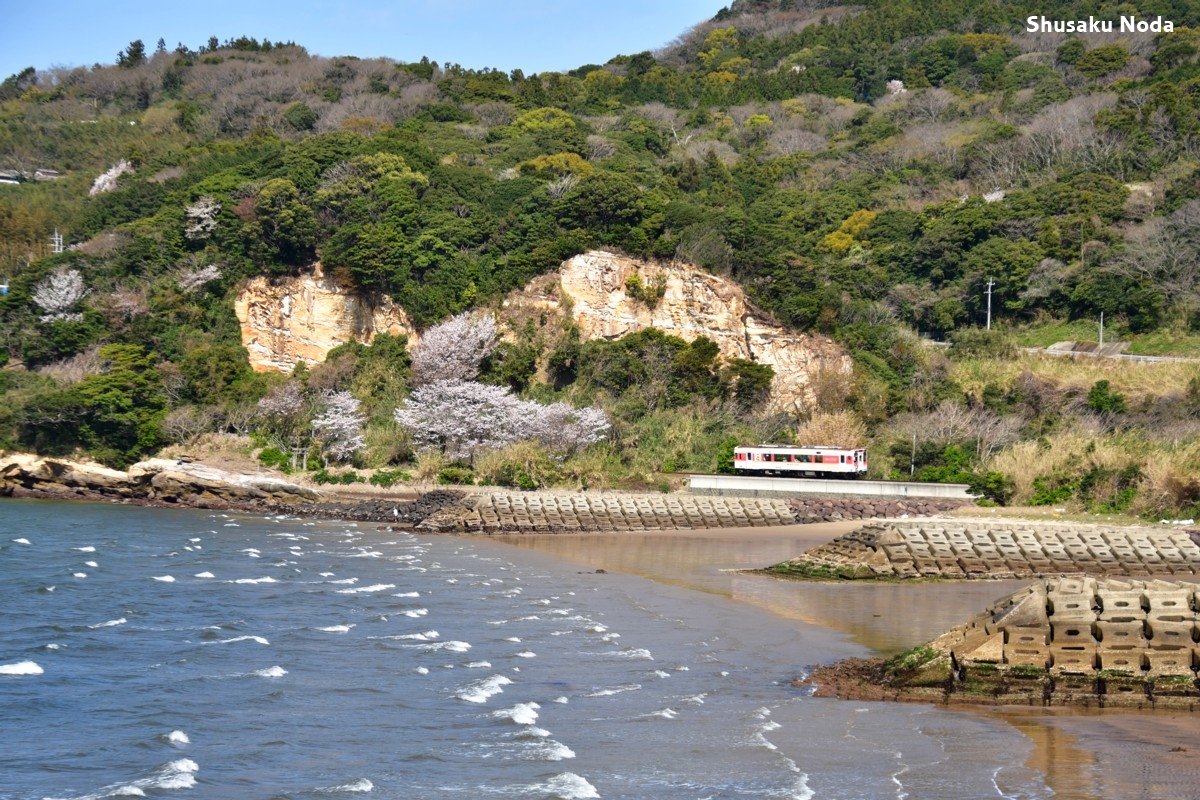 鉄道写真・桜・春・撮影地：松浦鉄道・鷹島口－前浜
