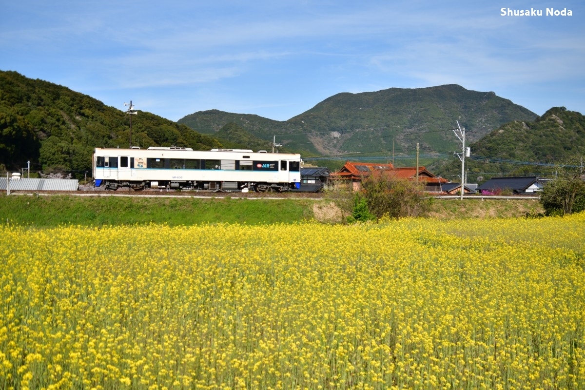 鉄道写真・桜・春・撮影地：松浦鉄道・大木－山谷