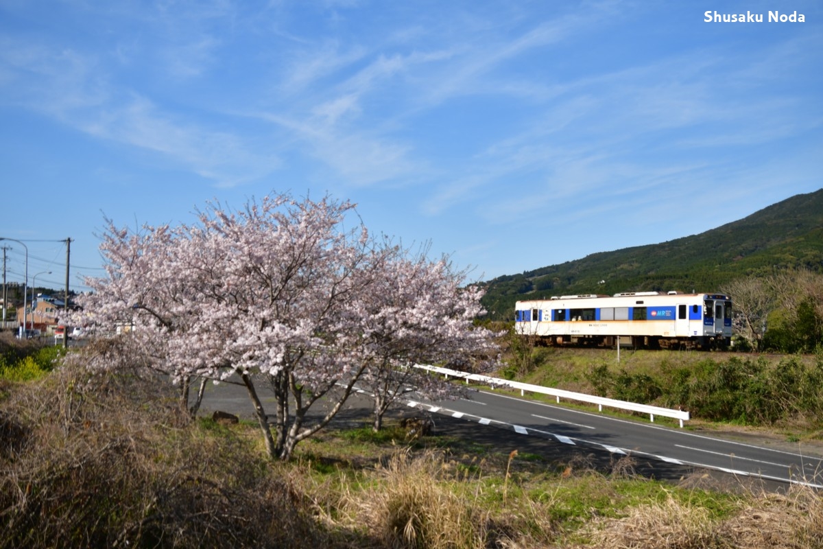 鉄道写真・桜・春・撮影地：松浦鉄道・大木－山谷