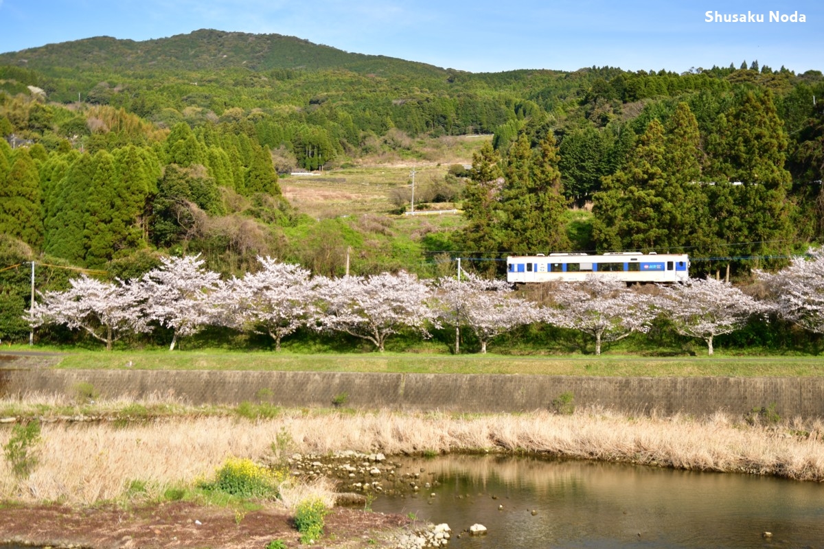 鉄道写真・桜・春・撮影地：松浦鉄道・夫婦石－金武
