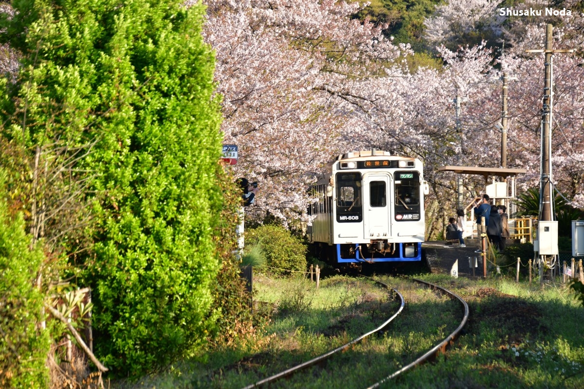 鉄道写真・桜・春・撮影地：松浦鉄道・浦ノ崎