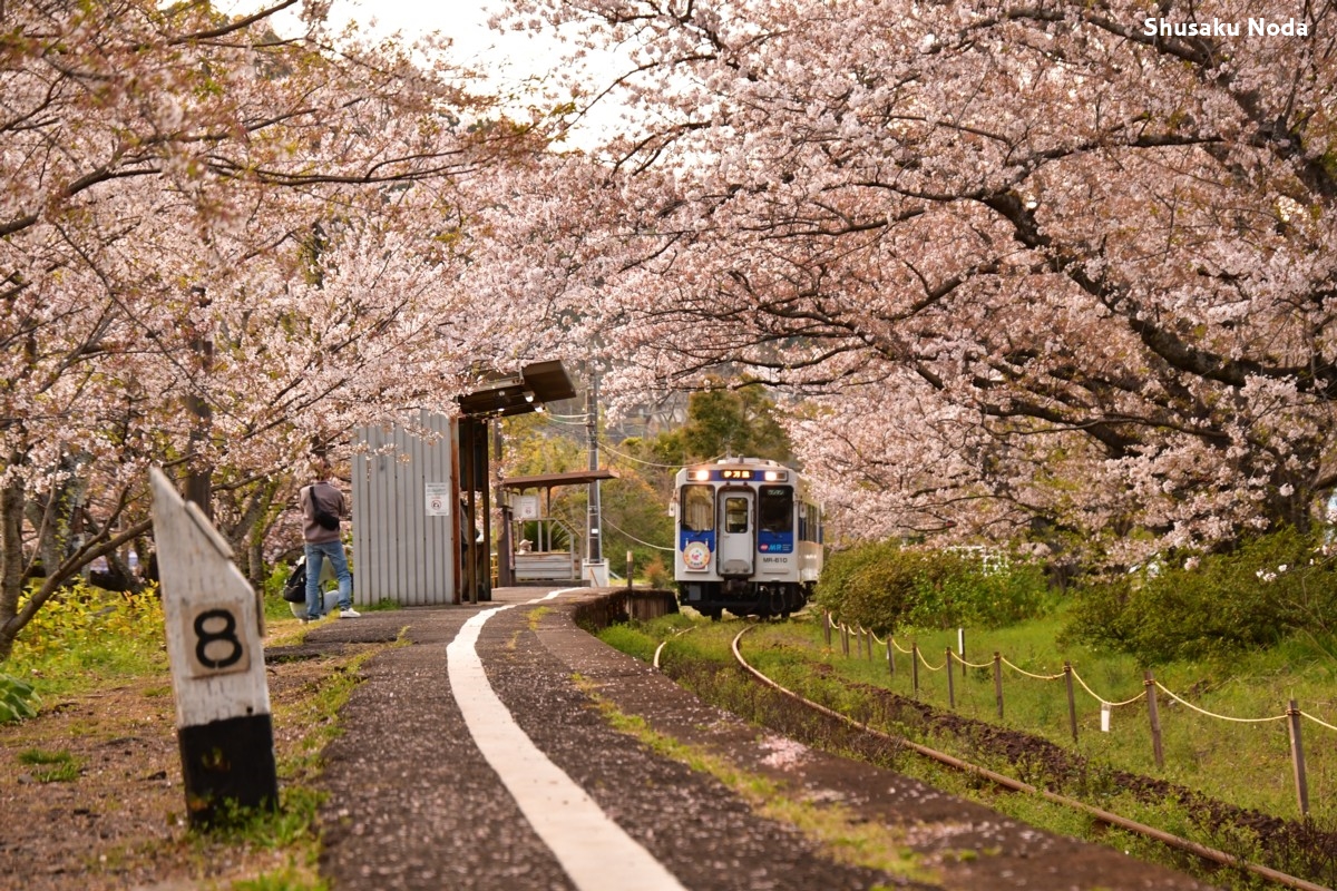 鉄道写真・桜・春・撮影地：松浦鉄道・浦ノ崎