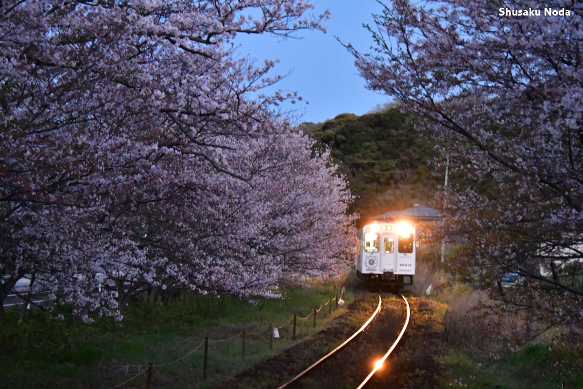 鉄道写真・桜・春・撮影地：松浦鉄道・浦ノ崎