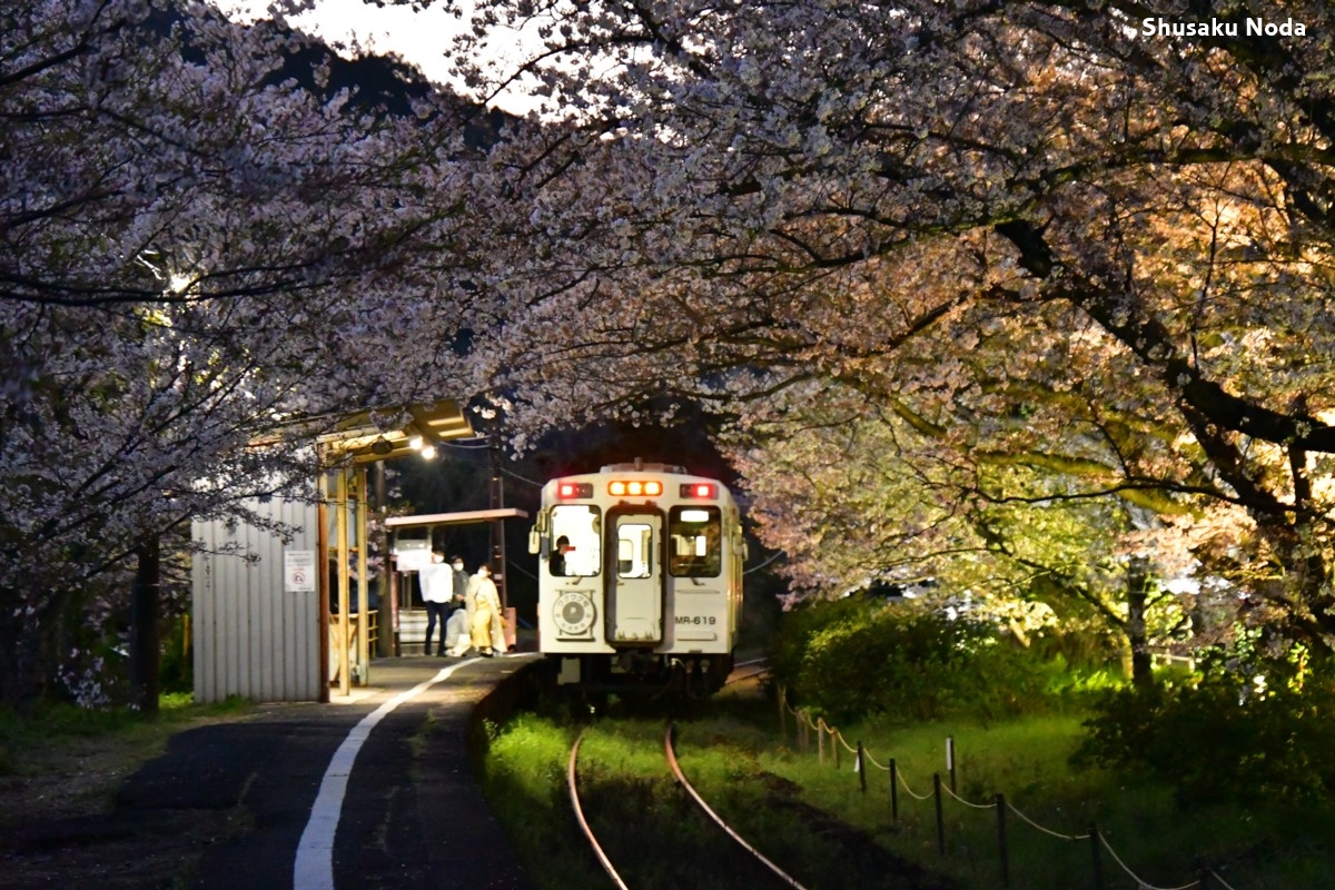 鉄道写真・桜・春・撮影地：松浦鉄道・浦ノ崎