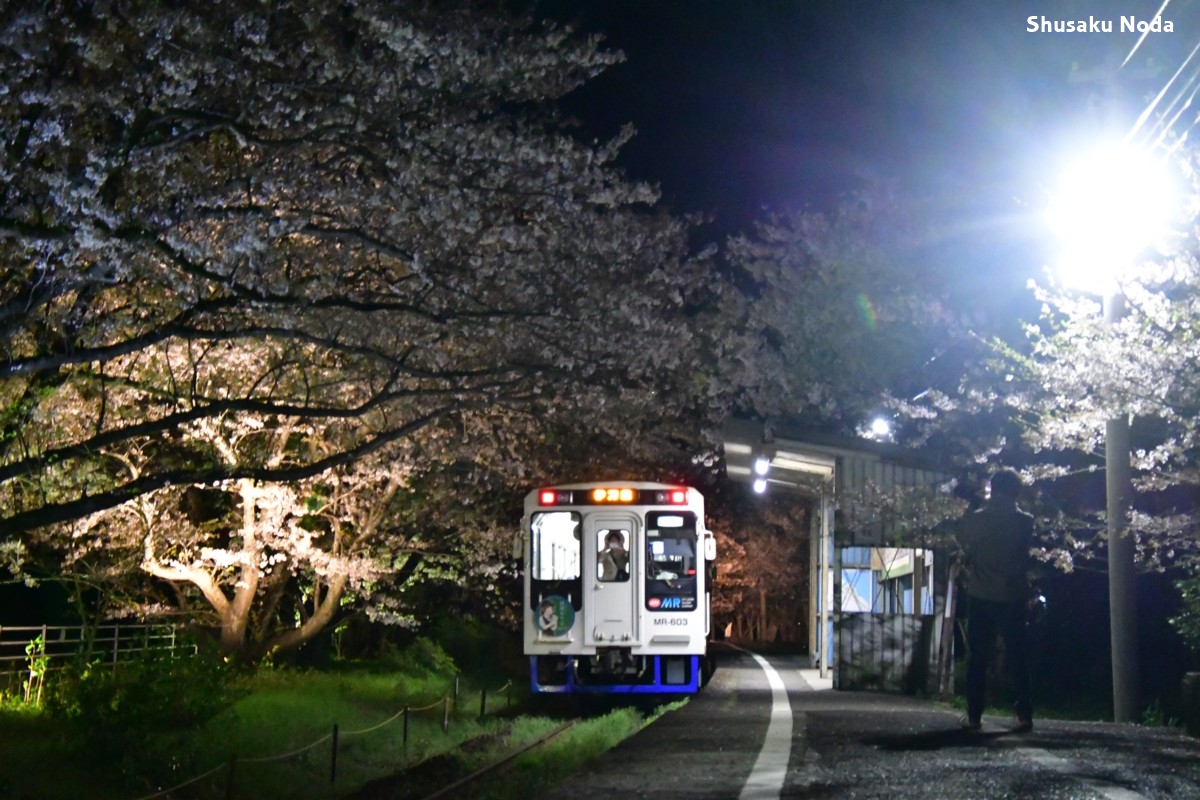 鉄道写真・桜・春・撮影地：松浦鉄道・浦ノ崎