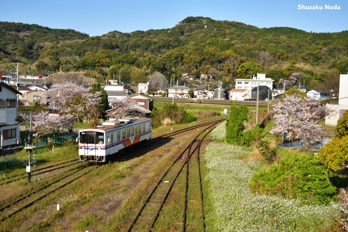 鉄道写真・桜・春・撮影地：松浦鉄道・松浦