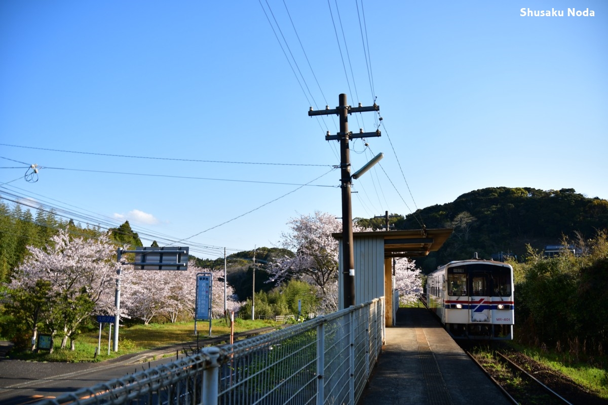 鉄道写真・桜・春・撮影地：松浦鉄道・中田平