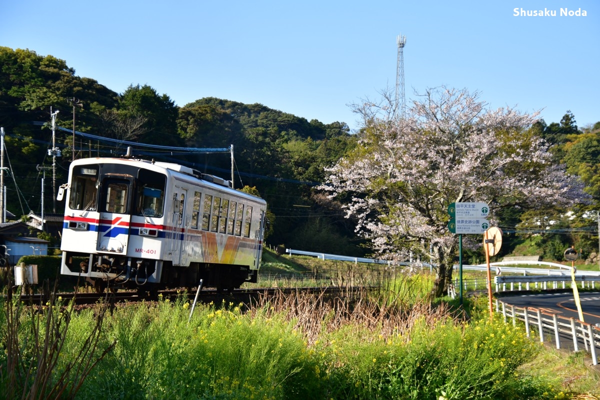 鉄道写真・桜・春・撮影地：松浦鉄道・中田平