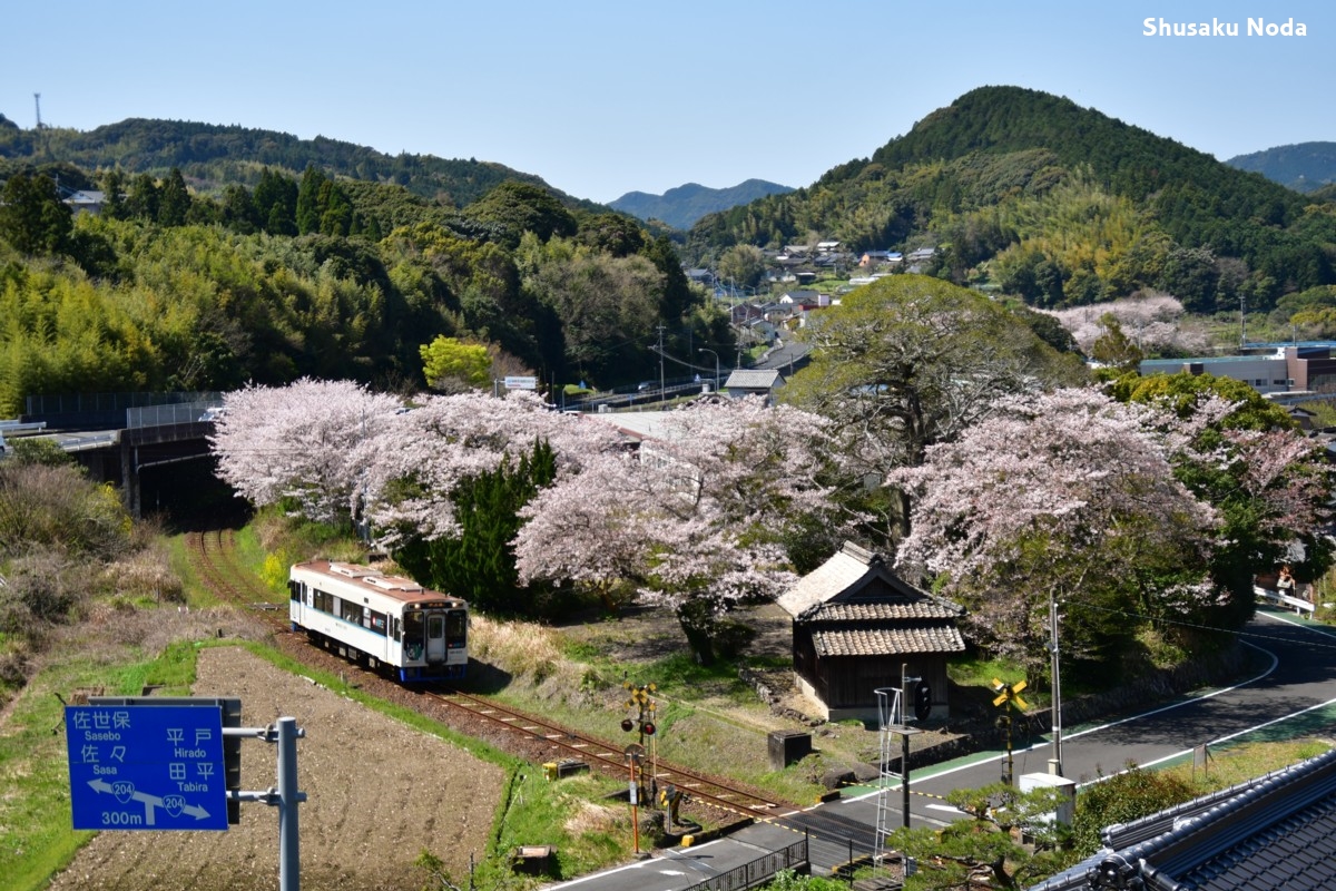 鉄道写真・桜・春・撮影地：松浦鉄道・潜竜ヶ滝－吉井