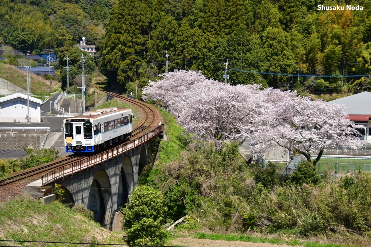 鉄道写真・桜・春・撮影地：松浦鉄道・潜竜ヶ滝－吉井