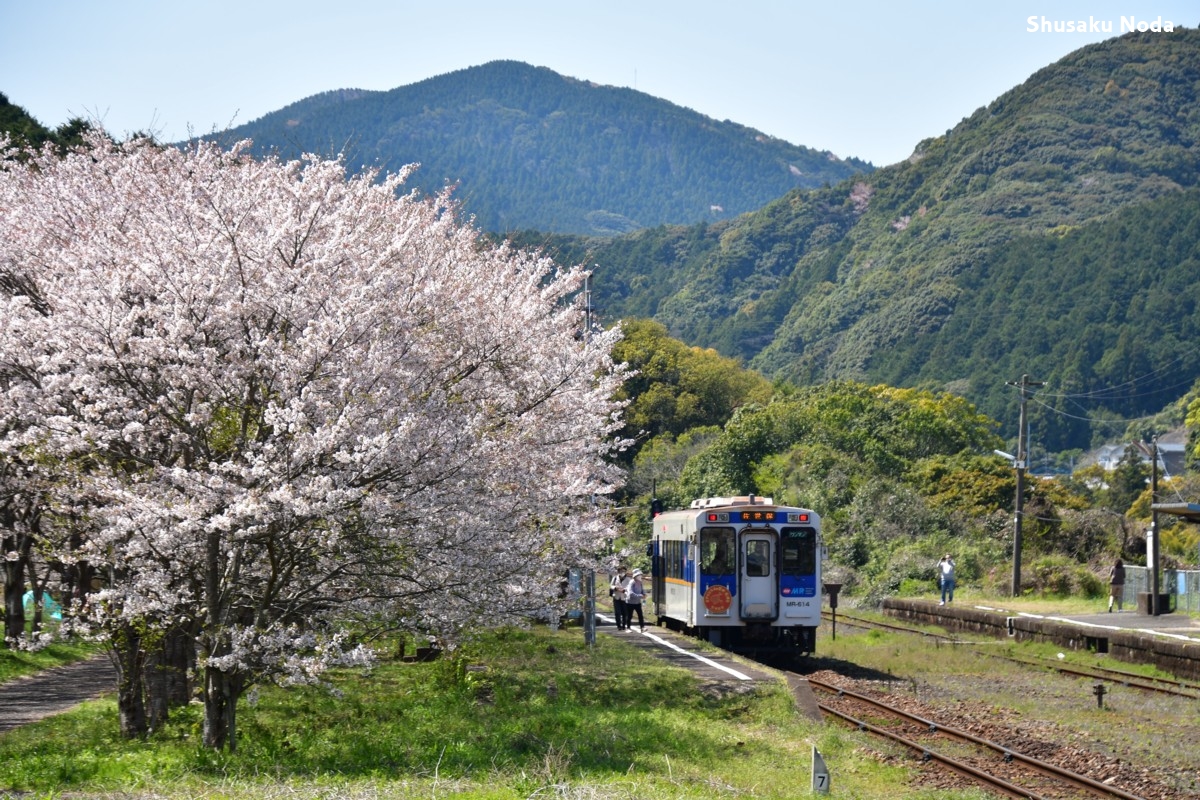 鉄道写真・桜・春・撮影地：松浦鉄道・吉井