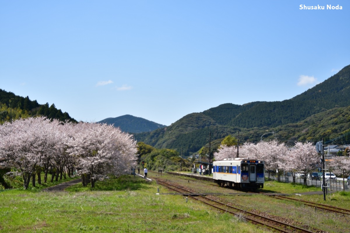 鉄道写真・桜・春・撮影地：松浦鉄道・吉井