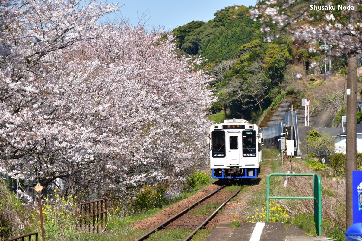鉄道写真・桜・春・撮影地：松浦鉄道・清峰高校前
