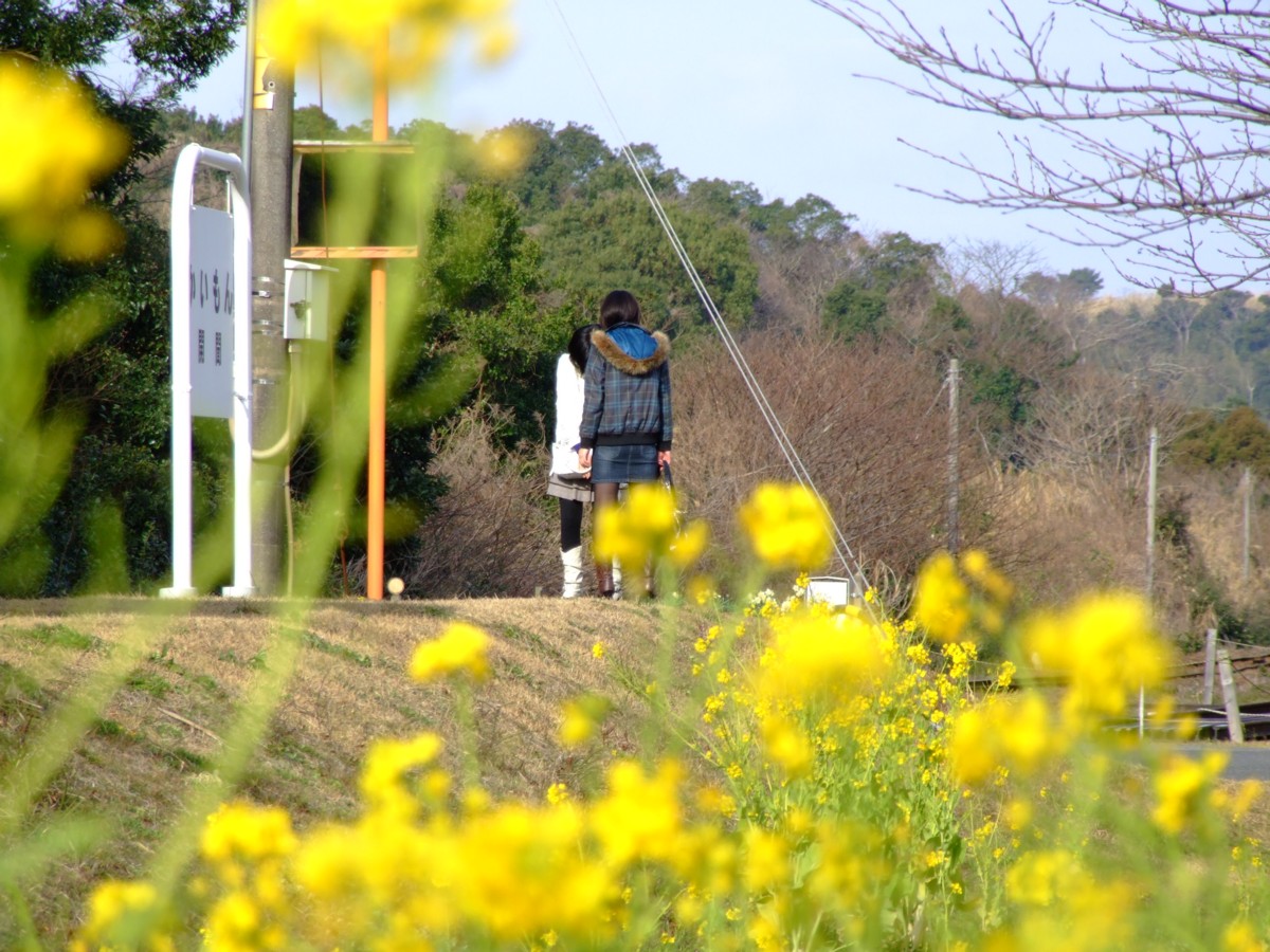 撮影・指宿枕崎線・開聞