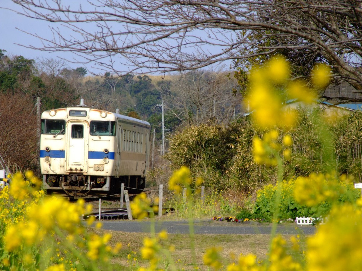 撮影・指宿枕崎線・開聞