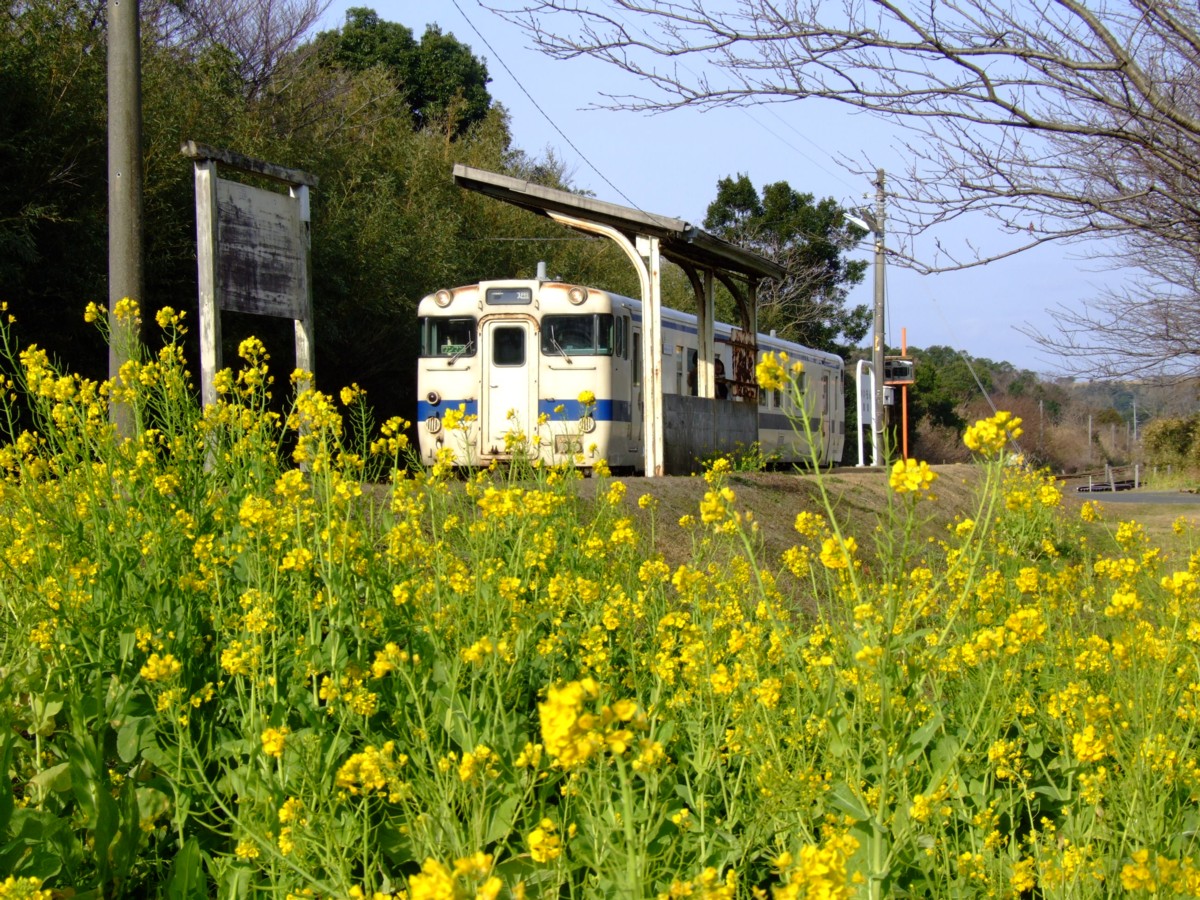 撮影・指宿枕崎線・開聞