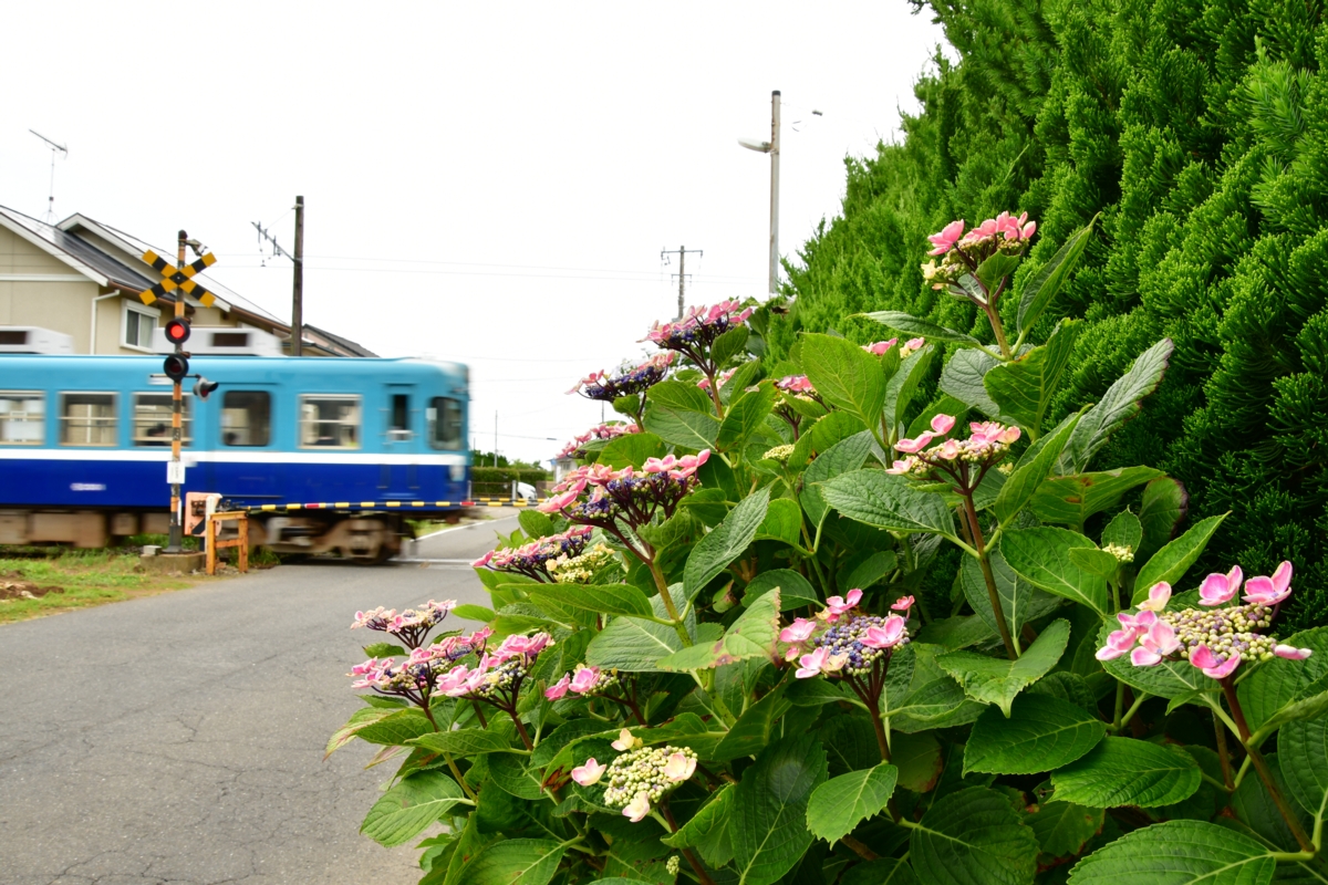 撮影・鉄道写真・夏・梅雨・銚子電鉄・銚子電気鉄道・犬吠