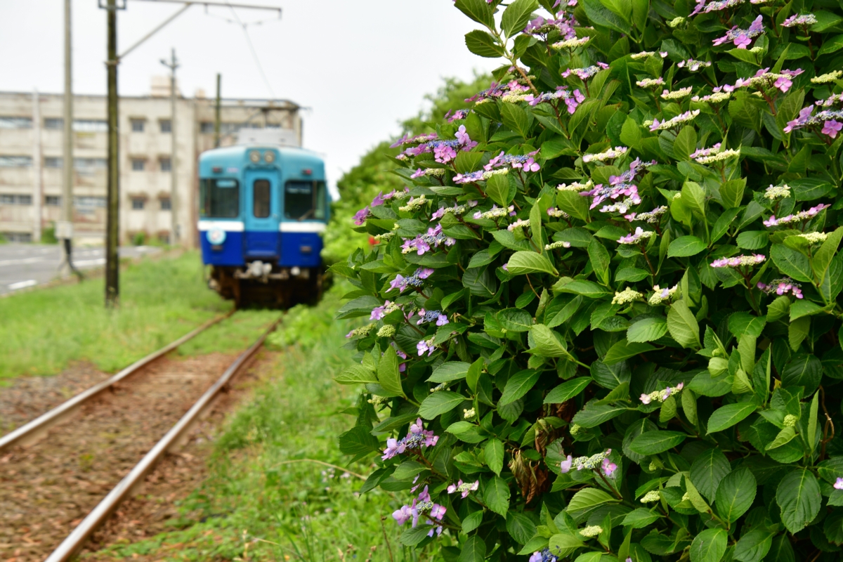 撮影・鉄道写真・夏・梅雨・銚子電鉄・銚子電気鉄道・犬吠