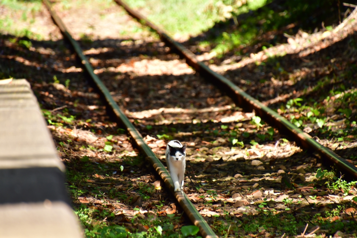 撮影・鉄道写真・夏・梅雨・銚子電鉄・銚子電気鉄道・本銚子