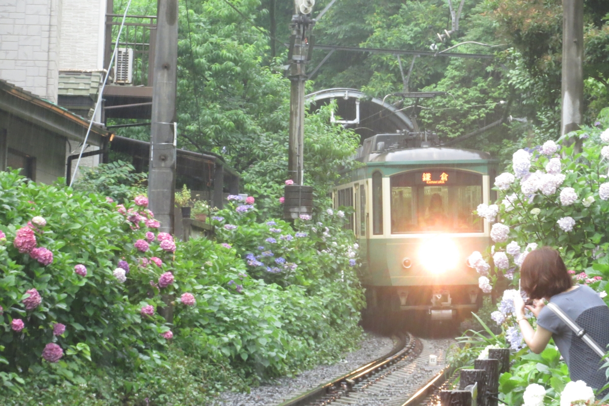 撮影・江ノ島電鉄・紫陽花・長谷
