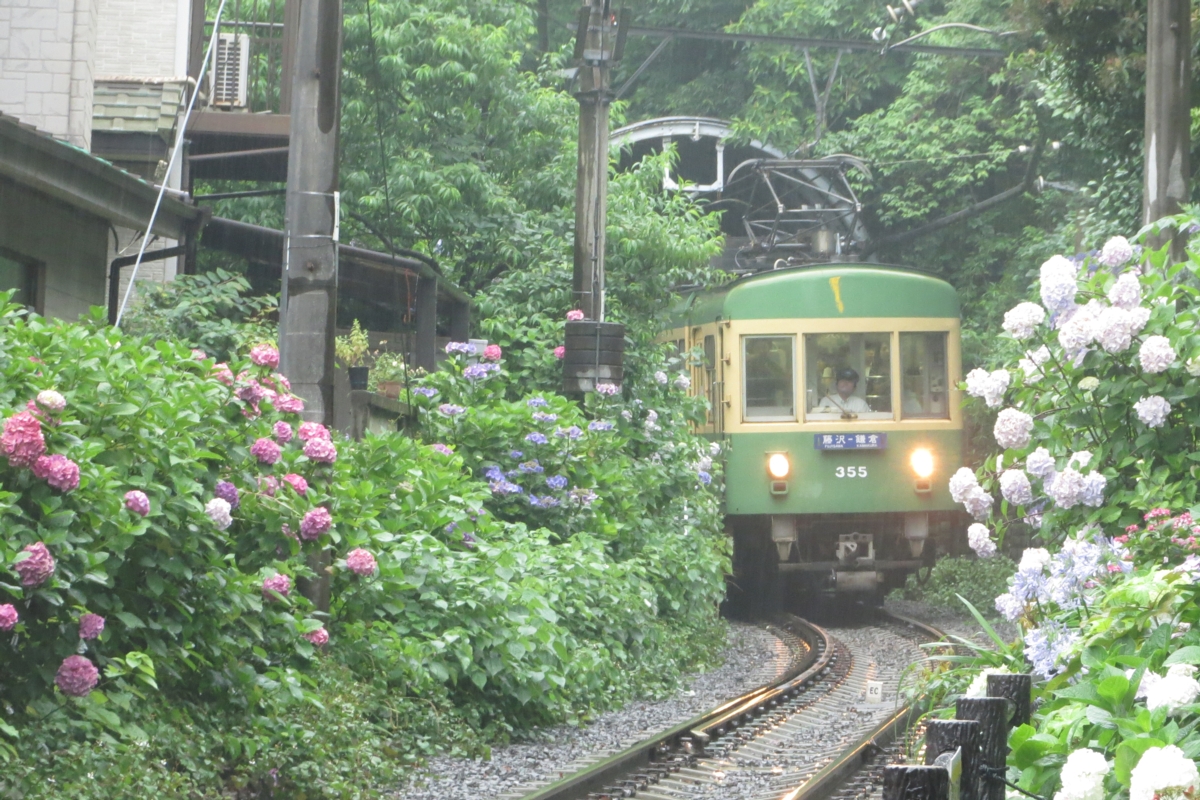 撮影・江ノ島電鉄・紫陽花・長谷